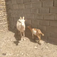 بز سانن