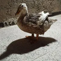 فروش مر غابی