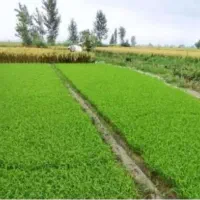 برنج طارم اصل فریدونکنار