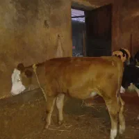فروش دو راس گوساله ماده لیموزین و سمینتال