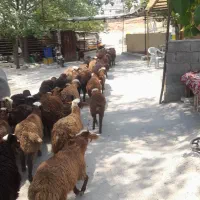 از پانزده کیلو تا نود زنده