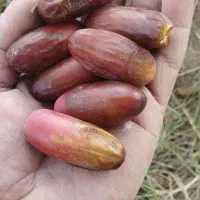 فروشنده عمده ای خرما ربی هستم