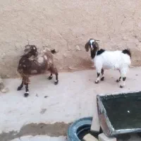 بزغاله ماده و بز