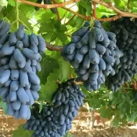 انگور خارجی موندراپ و اقارم دیگر نهال های درجه