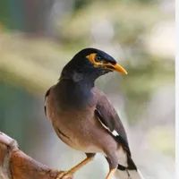 مرغ مینا رام و دستی نژاد افغان|پرنده|ساری, |دیوار