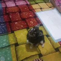 پاکوتاه ماده