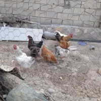 مرغ گلپایگانی