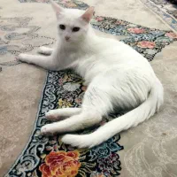 حیوانات