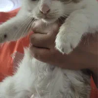 واگذاری رایگان بچه گربه دوماهه