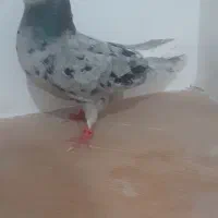 هفت رنگ دم سفید ماده
