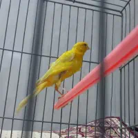 قناری‌ماده‌طلایی       جوان‌آماده‌آماده‌مست