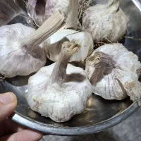 سیر محلی