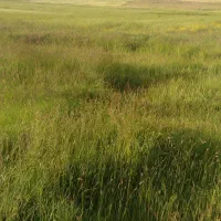 زمین  باغی و زراعی