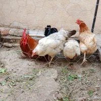 مرغ و خروس