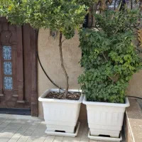 گل یاس هلندی بزرگ 6 عدد