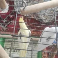 پرنده عروس هلندی
