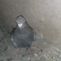 سورخ