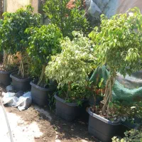 سانسوریا برگ انجیری بنجامین