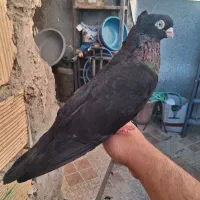صرب|پرنده|جیرفت, |دیوار