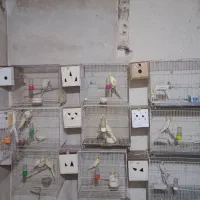 عروس هلندی جفت