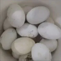 تخم غاز نطفه داردورگه