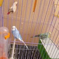 مرغ عشق|پرنده|دزفول, |دیوار