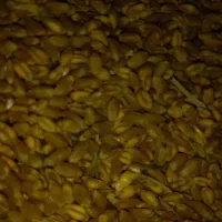 گندم ابی برای بذر