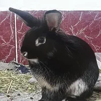 خرگوش لپ و ساده