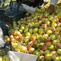 سیب پادرختی ضایعات