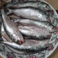ماهی صبور تازه