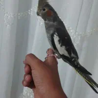 عروس هلندی جوان