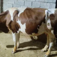 گاوسیمنتال اصل