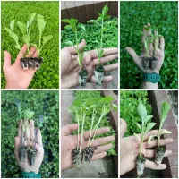 نشا بامیه طالبی هندوانه خربزه ... گلنرگس