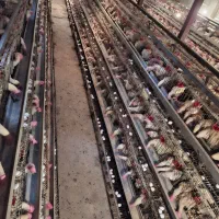 مرغ تخمگذار