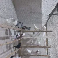 کبوتر|پرنده|آران و بیدگل, |دیوار