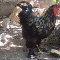 یک عدد خروس برهمای جوان