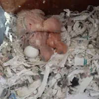 برنامه برلی مولدان