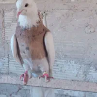 کبوتر طوقی، ،کوهی