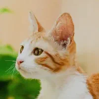 فروش محصولات دامی