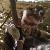 گربه