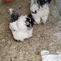 جوجه اصیل