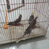 عروس هلندی