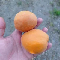 زردآلو درجه 1