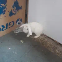 خرگوش