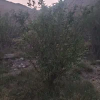 باغ