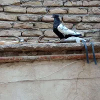 سینه سیاه