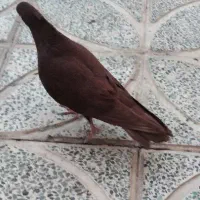 نر سرخ