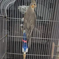 عروس هلندی نر ۴ ماهه
