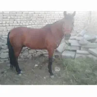 اسب|اسب و تجهیزات اسب‌سواری|سنندج, |دیوار