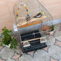 یک جفت عروس هلندی ( نر و ماده )